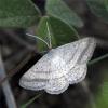Isturgia sp.